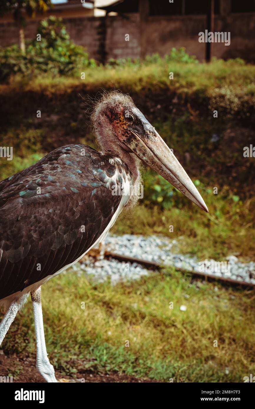 Hungriger Marabou-Vogel, der in Afrika spaziert und nach Essen sucht. Plastik essen. Stockfoto