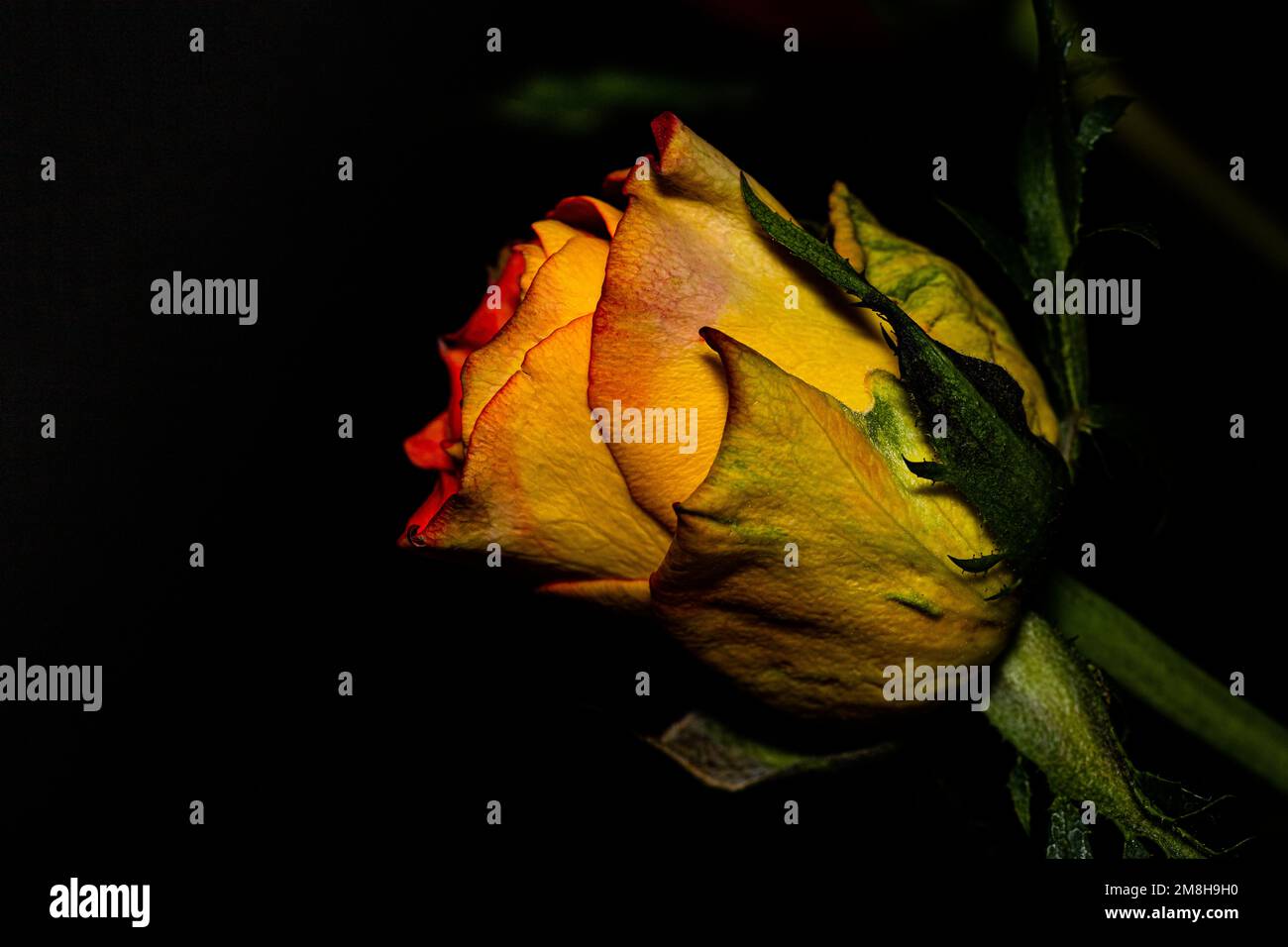 Die gelbe Rose: Diese warme Farbe symbolisiert auch Wärme und Freude Stockfoto