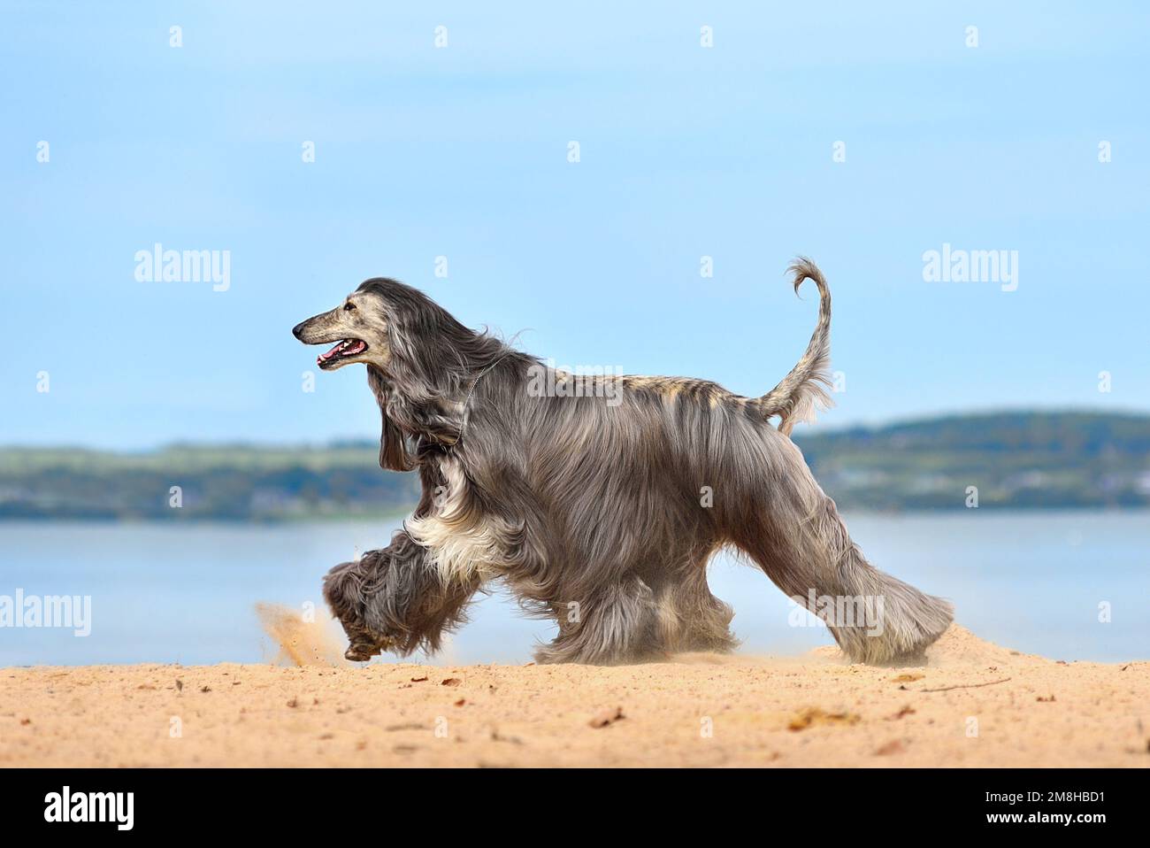 Voll beschichteter afghanischer Hund, der am Sandstrand über dem blauen Himmel läuft Stockfoto
