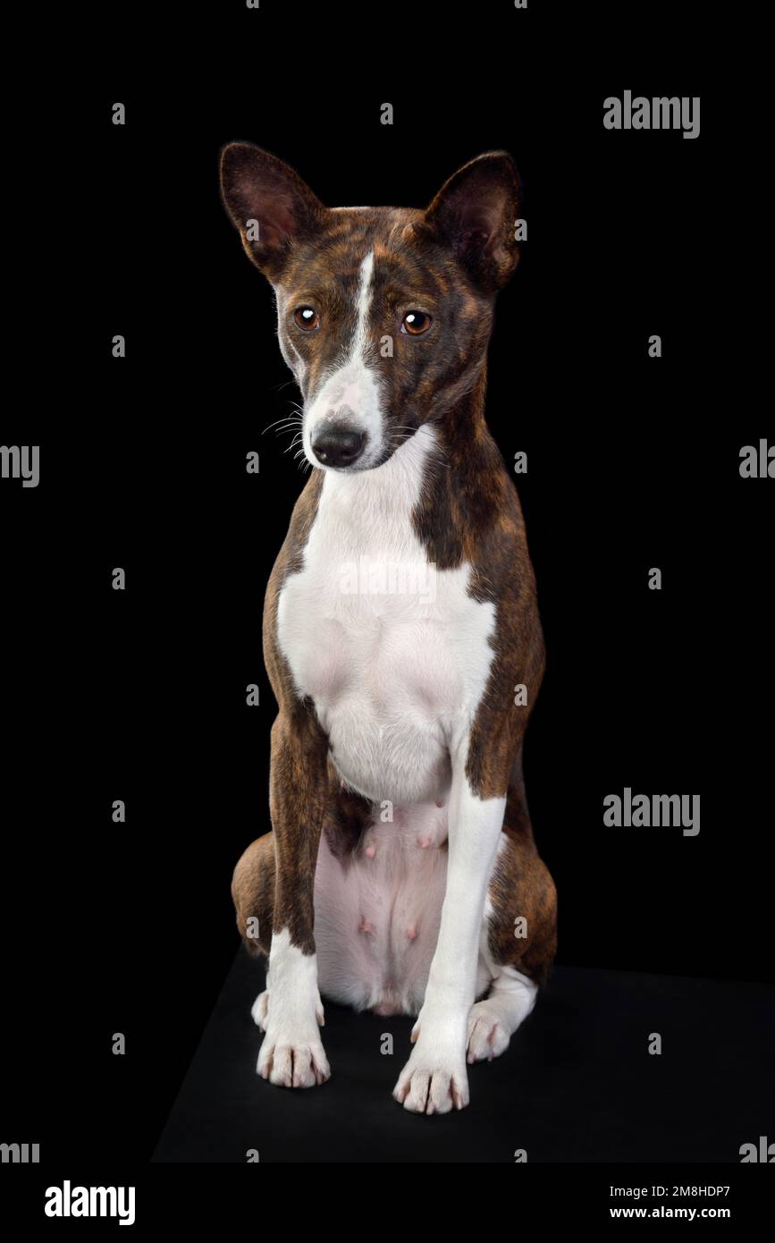 Hund tigerfarbe -Fotos und -Bildmaterial in hoher Auflösung – Alamy