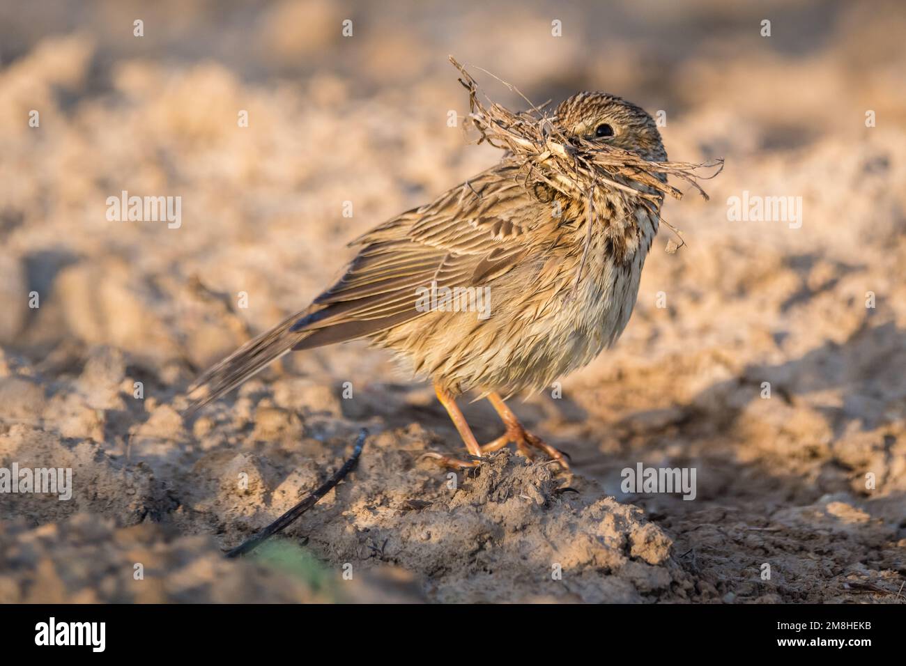 Maisböcke, Emberiza calandra, auf dem Boden, um Zweige dafür zu sammeln. Montgai, Lleida, Katalonien, Spanien Stockfoto