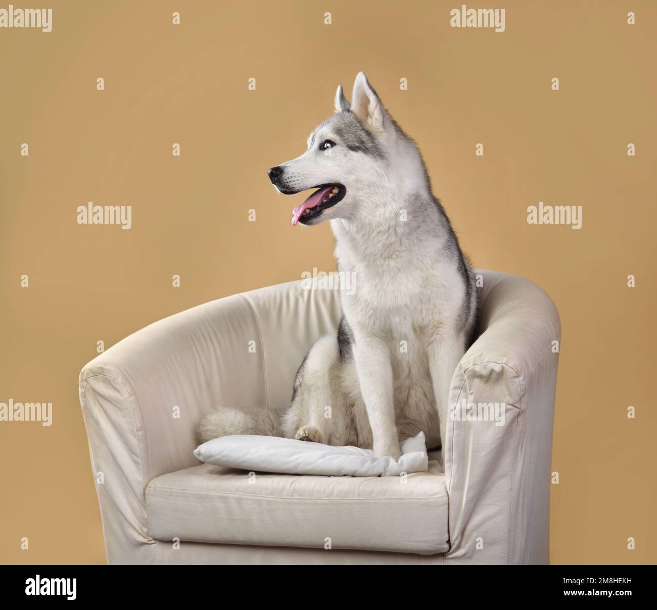 Sibirischer Husky-Hund sitzt auf einem Stuhl auf gelbem Hintergrund Stockfoto