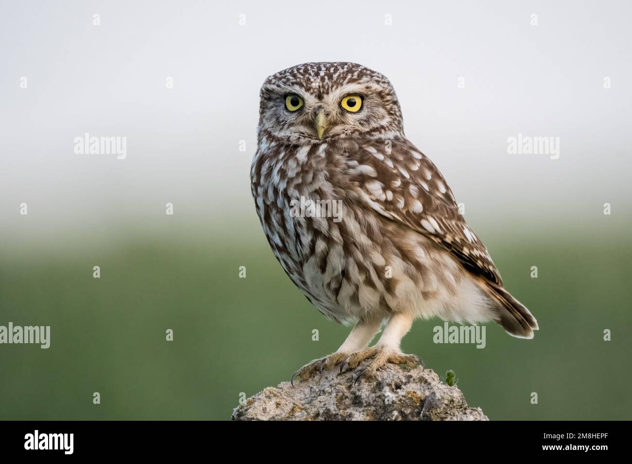 Kleine Eule, Athene noctua, hoch oben auf einem Felsen. Montgai, Lleida, Katalonien, Spanien Stockfoto