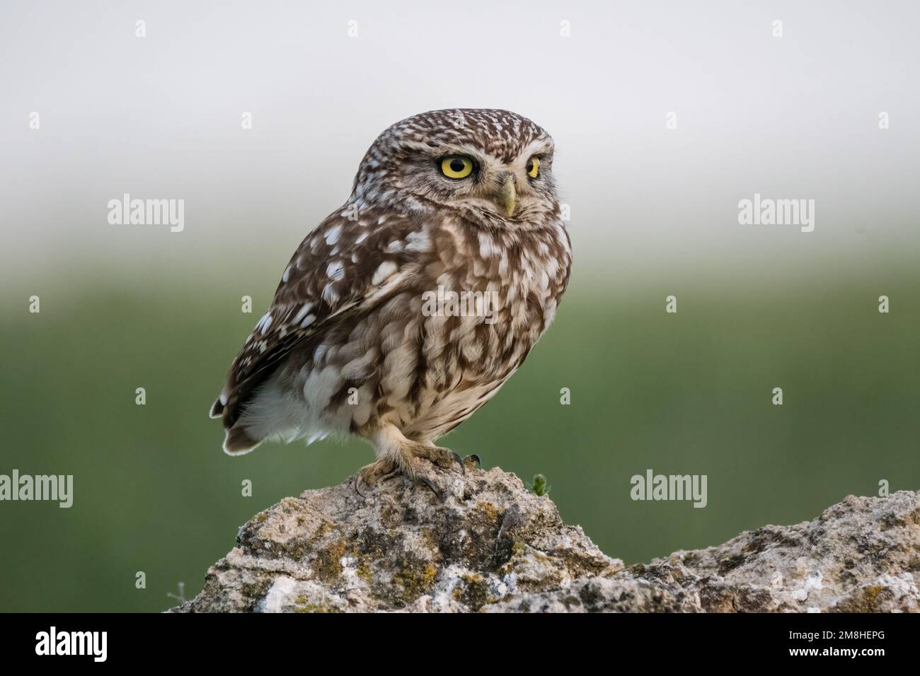 Kleine Eule, Athene noctua, hoch oben auf einem Felsen. Montgai, Lleida, Katalonien, Spanien Stockfoto