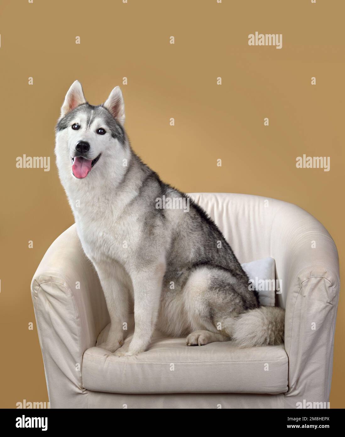 Süßer sibirischer Husky-Hund auf einem Stuhl auf gelbem Hintergrund Stockfoto