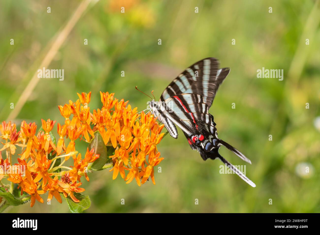 03006-00509 Zebra Swallowtail (Protographium marcellus) on Butterfly Milkweed (Asclepias tuberosa) Marion Co IL Stockfoto