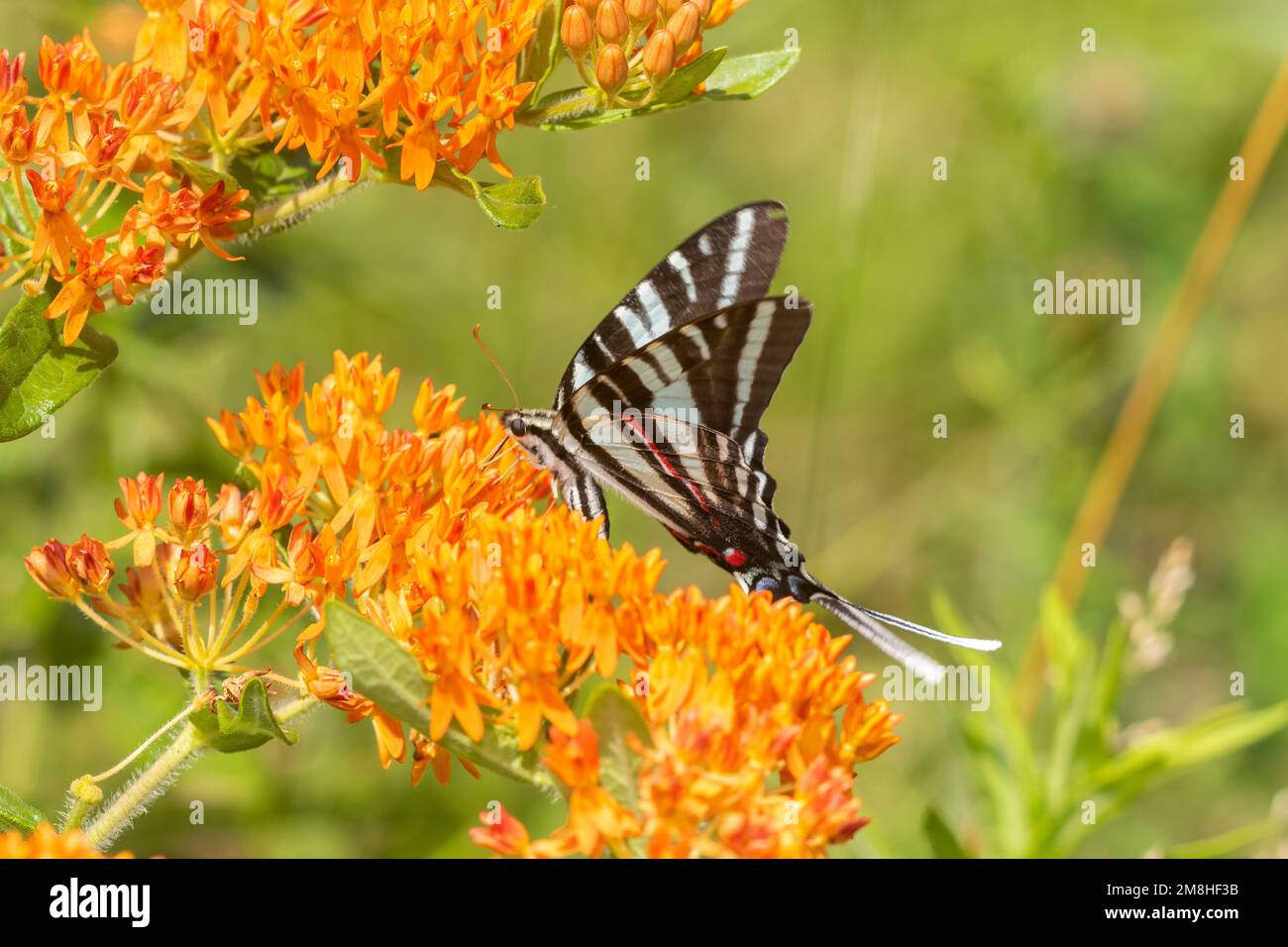 03006-00703 Zebra Swallowtail (Protographium marcellus) on Butterfly Milkweed (Asclepias tuberosa) Marion Co IL Stockfoto