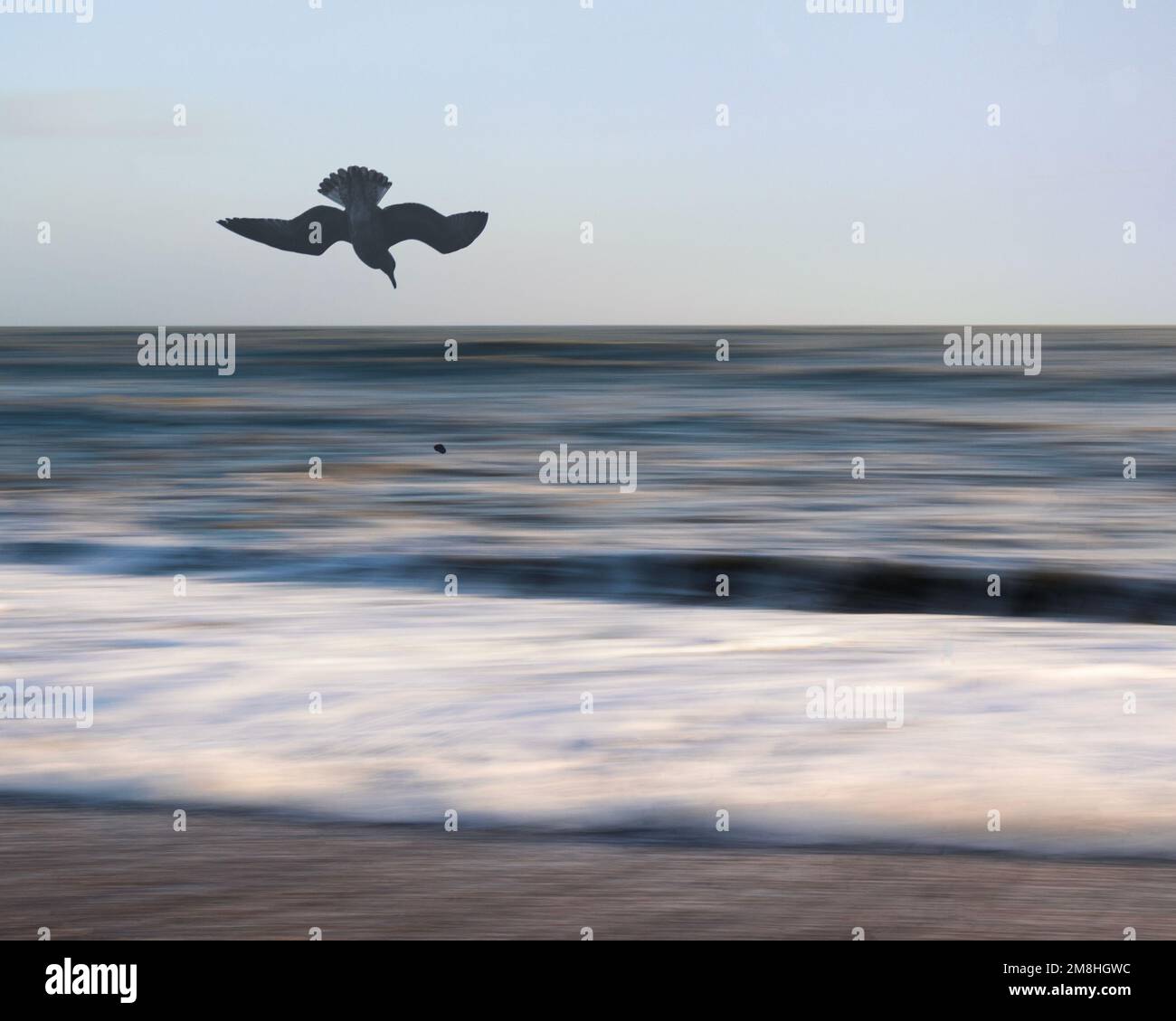 Ein zusammengesetztes Bild mit einer Möwe, die eine Seeschnecke über die Spitze eines absichtlichen Kamerabildes des Meeres wirft, Worthing, West Sussex Stockfoto