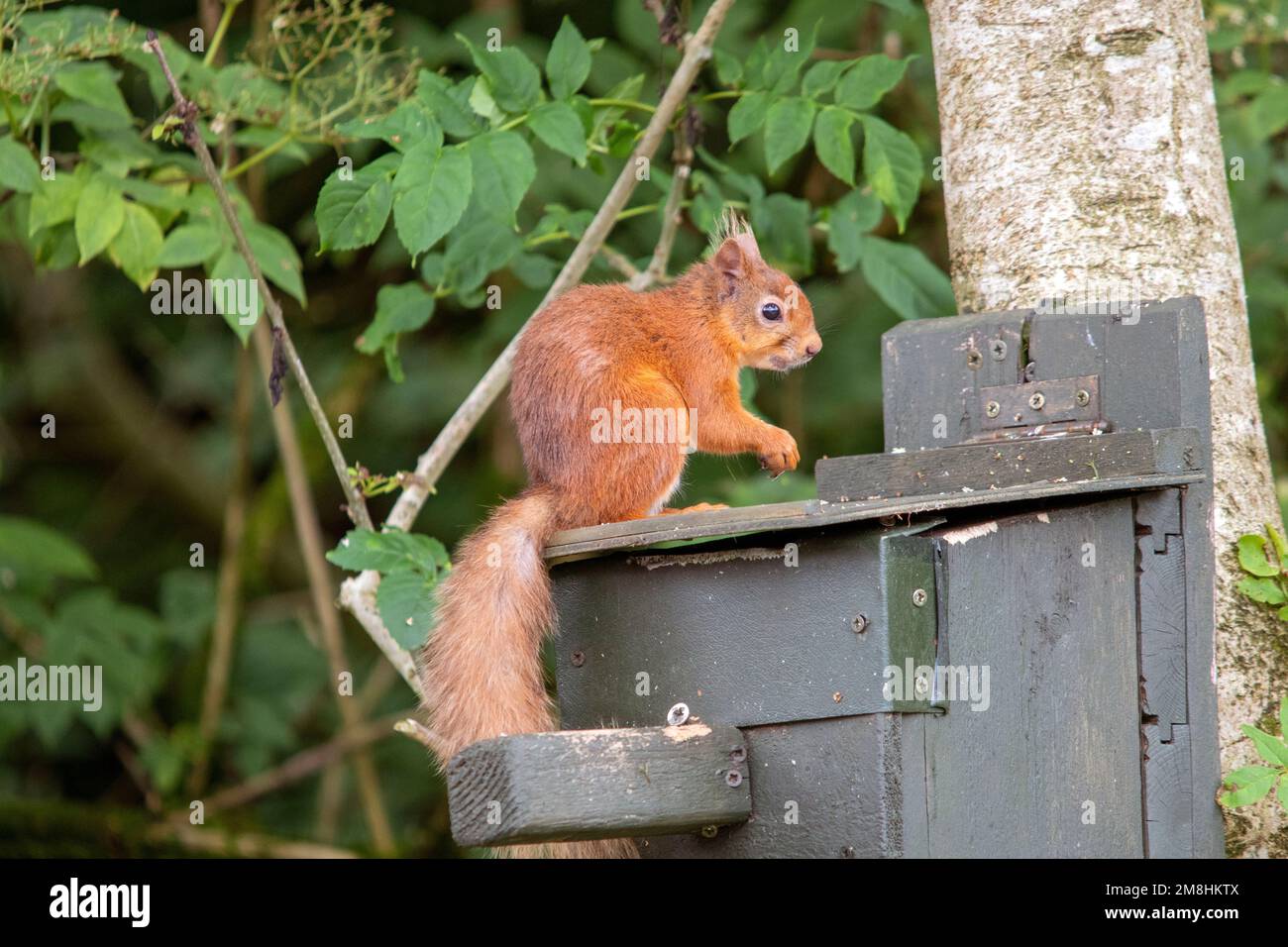 Fütterungsstation für rote Eichhörnchen Stockfoto