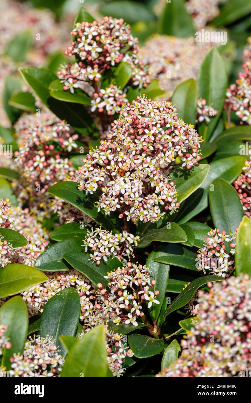 Skimmia japonica Rubella, immergrüne Blätter, rote Knospen mit cremefarbenen Blüten im Frühling. Stockfoto