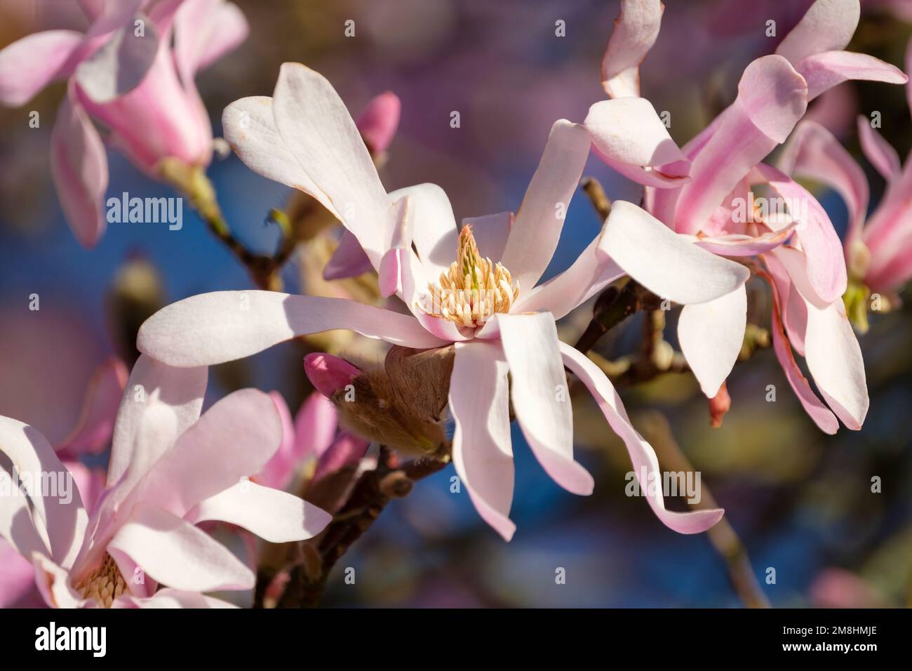 Magnolia x loebneri Leonard Messel, Magnolia Leonard Messel, Milchstrauch mit lila-rosa Blüten Stockfoto
