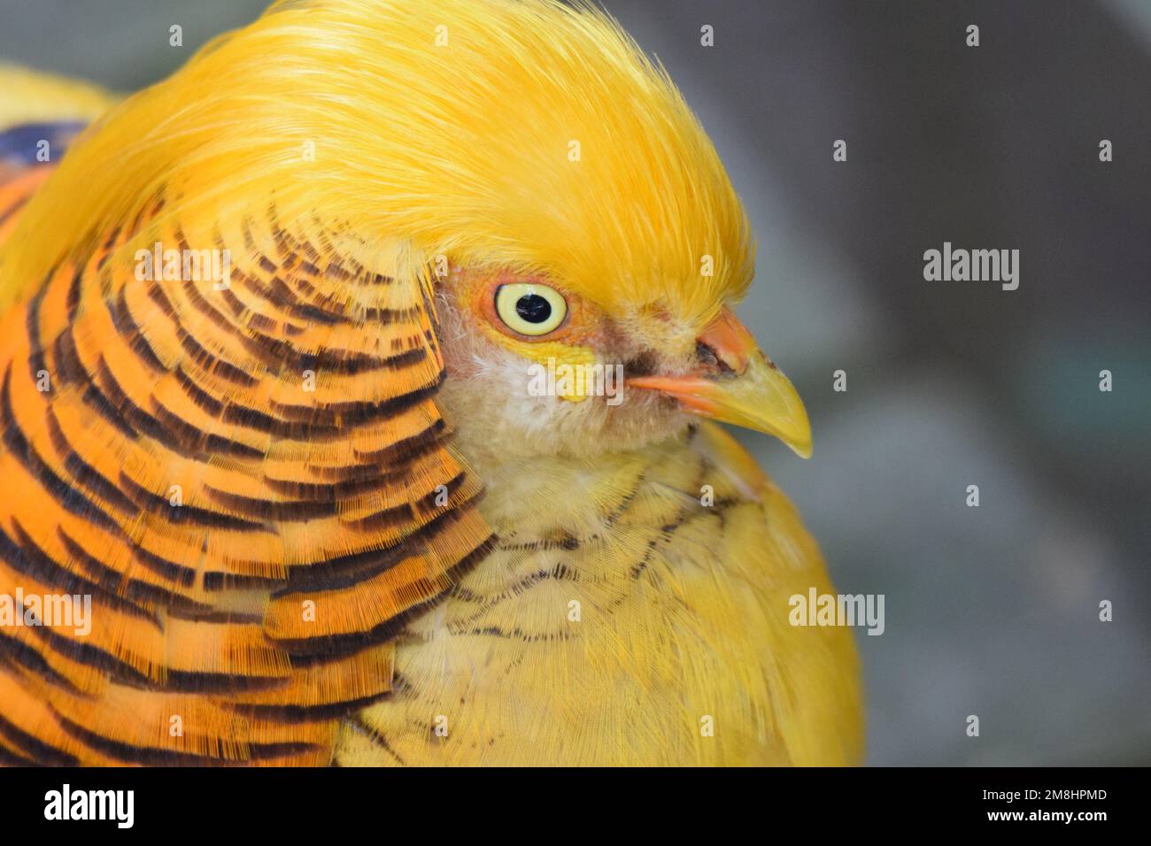 Wunderschöner Goldener Fasan aus China, Nahaufnahme von Gesicht und Kopf, mit konzentrischen Kreisen und gelbem / goldenem Wappen. Stockfoto