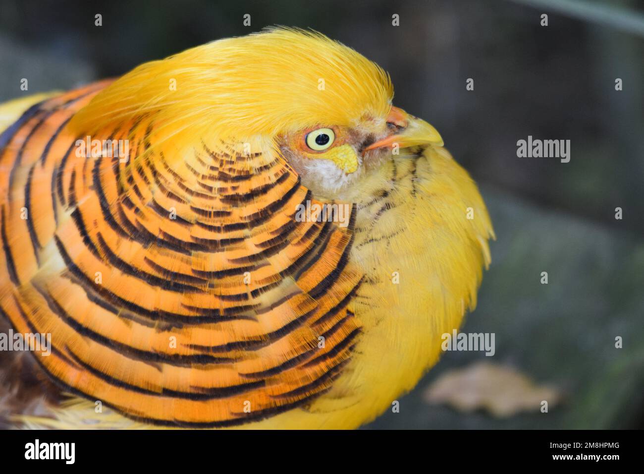 Wunderschöner Goldener Fasan aus China, Nahaufnahme von Gesicht und Kopf, mit konzentrischen Kreisen und gelbem / goldenem Wappen. Stockfoto