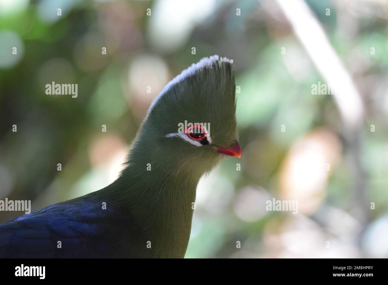 Der wunderschöne Vogel symbolisiert die würde und das permanente Make-up verstärkt das orangefarbene Ringauge und den roten Schirm. Ein majestätisches Biird, das lausig und ungeschickt sein kann. Stockfoto