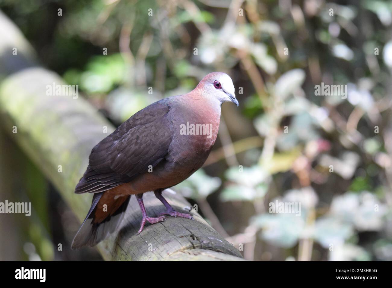 Lemon Dove, früher bekannt als Cinnamon Dove, ist eine illusive Bewohnerin von schattigen Waldböden. Stockfoto