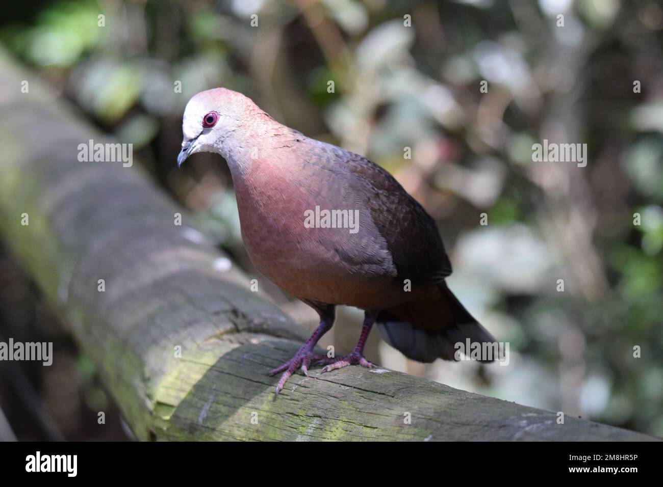 Lemon Dove, früher bekannt als Cinnamon Dove, ist eine illusive Bewohnerin von schattigen Waldböden. Stockfoto