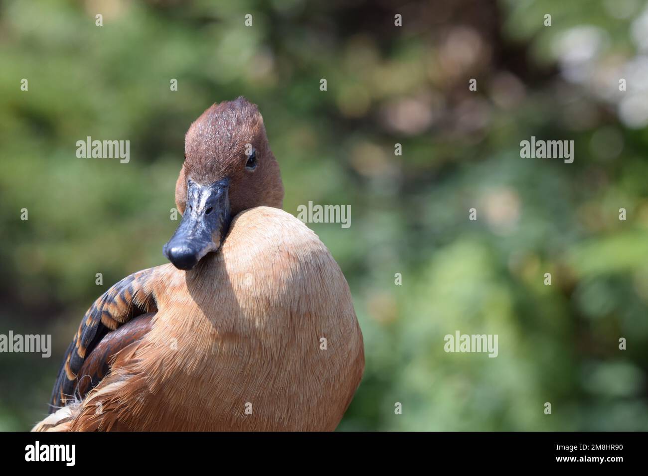 Ente, ein hübscher, schmieriger Vogel. Stockfoto