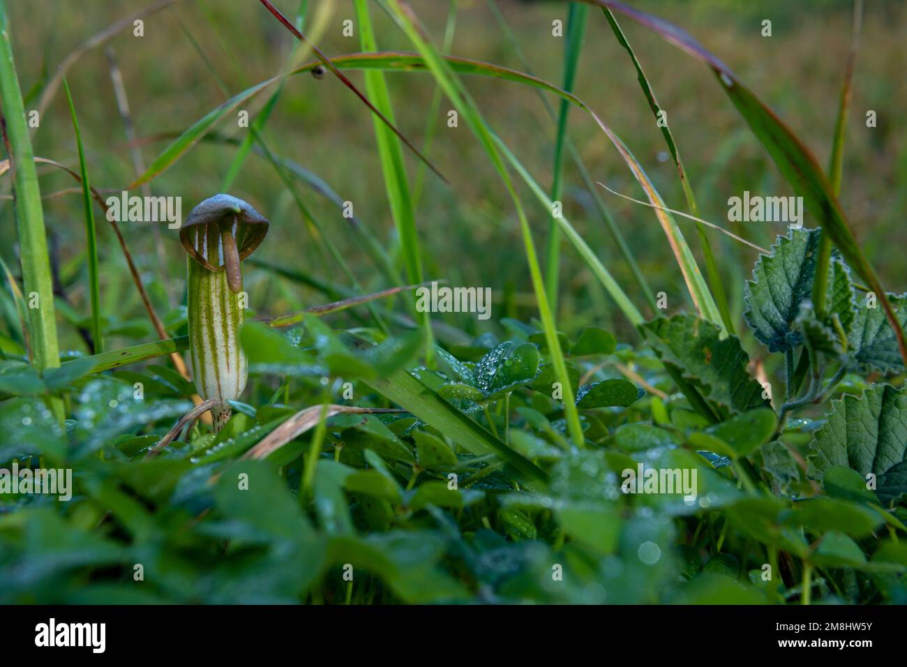 Nahaufnahme einer wilden Pflanze namens Candilejo, Arisarum vulgare, auf der Insel Mallorca, Spanien Stockfoto