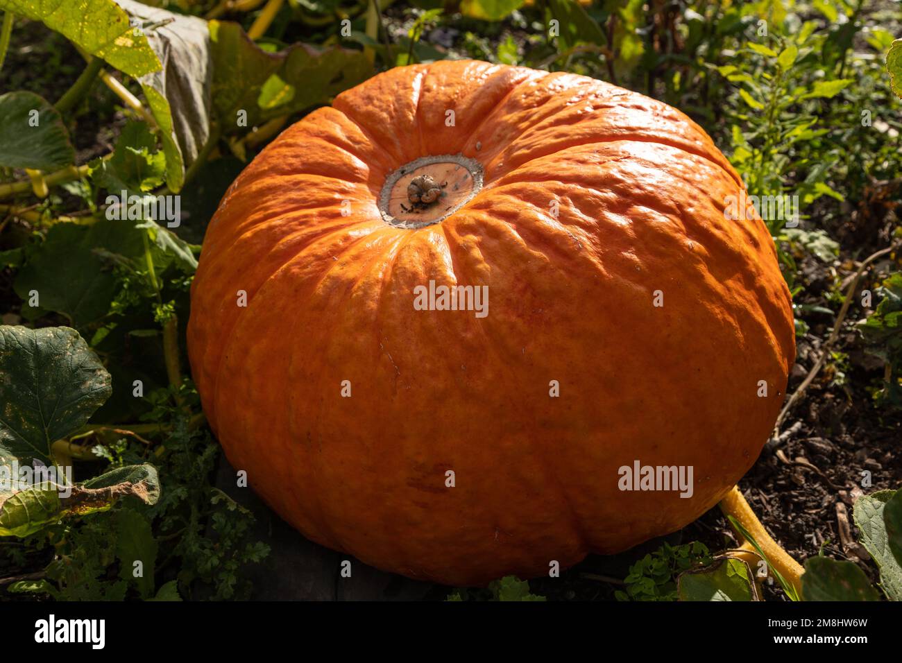 Reifer Kürbis im Herbst Stockfoto