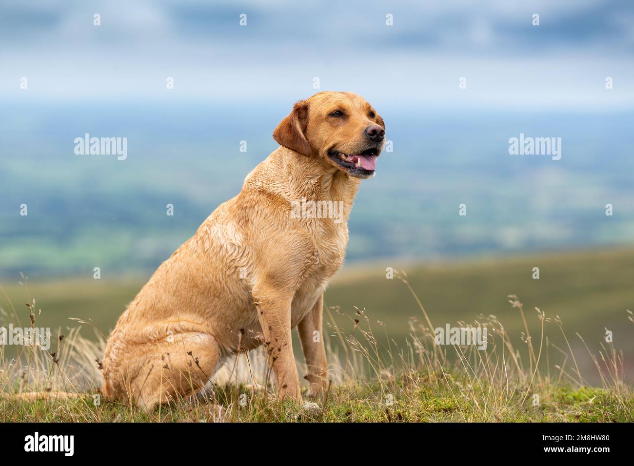 Goldener Labrador-Revolverhund auf Moorland, Cumbria, Großbritannien. Stockfoto