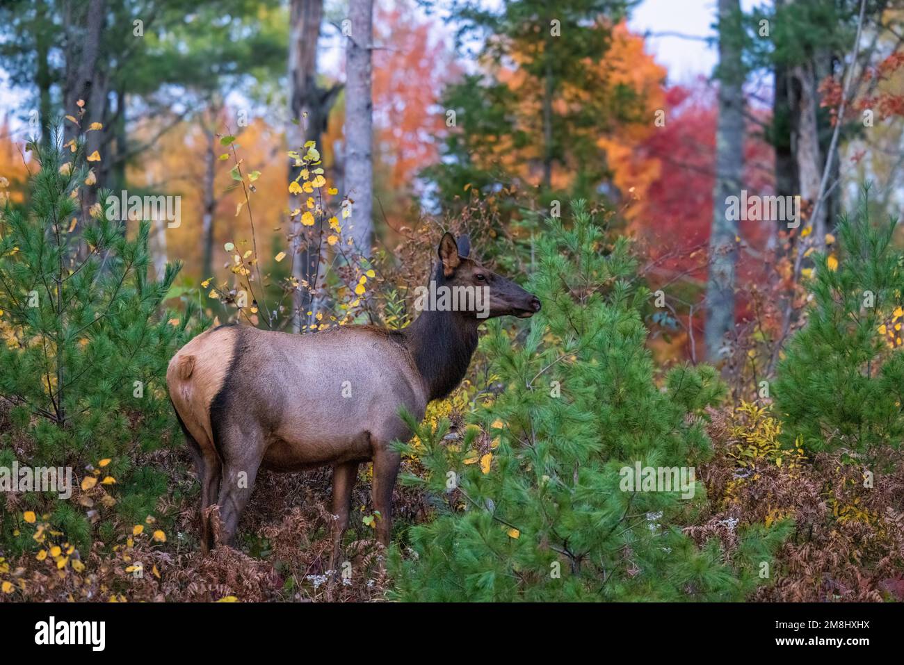 Kuhelch in Clam Lake, Wisconsin. Stockfoto