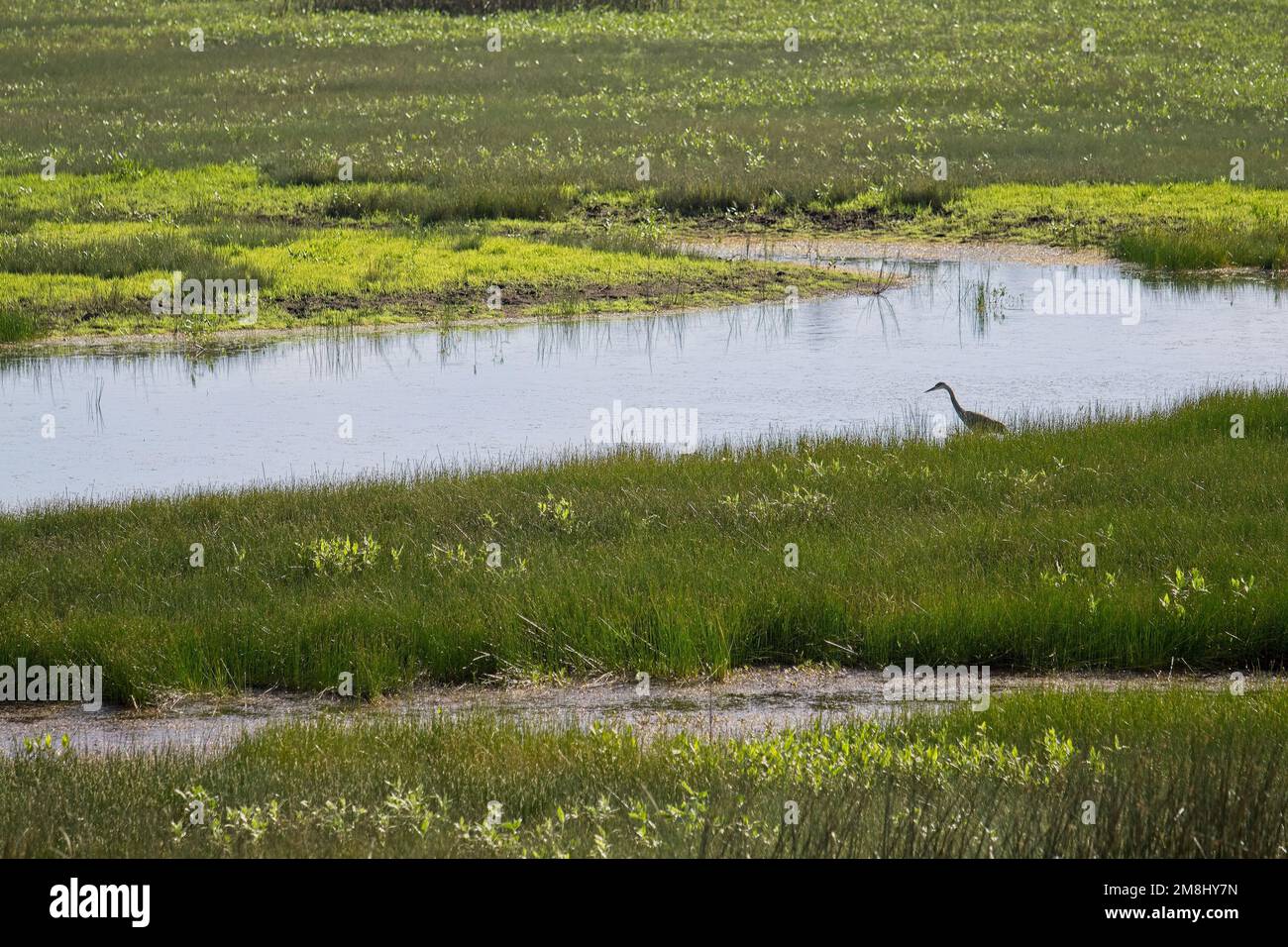 Ein Reiher, der in Feuchtgebieten, See und Gras jagt Stockfoto