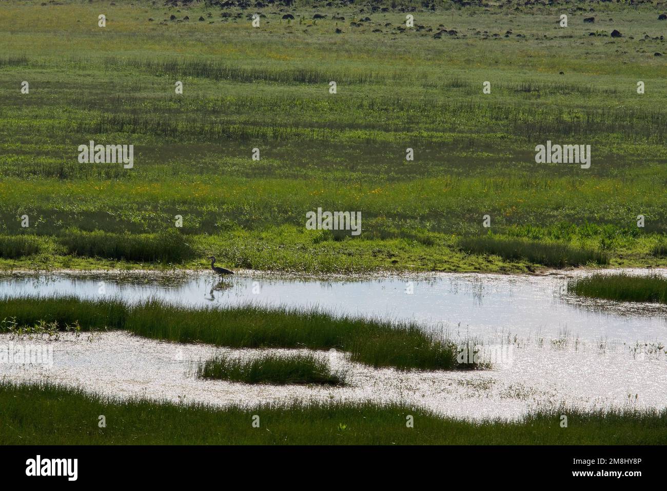 Ein Reiher, der in Feuchtgebieten, See und Gras jagt Stockfoto