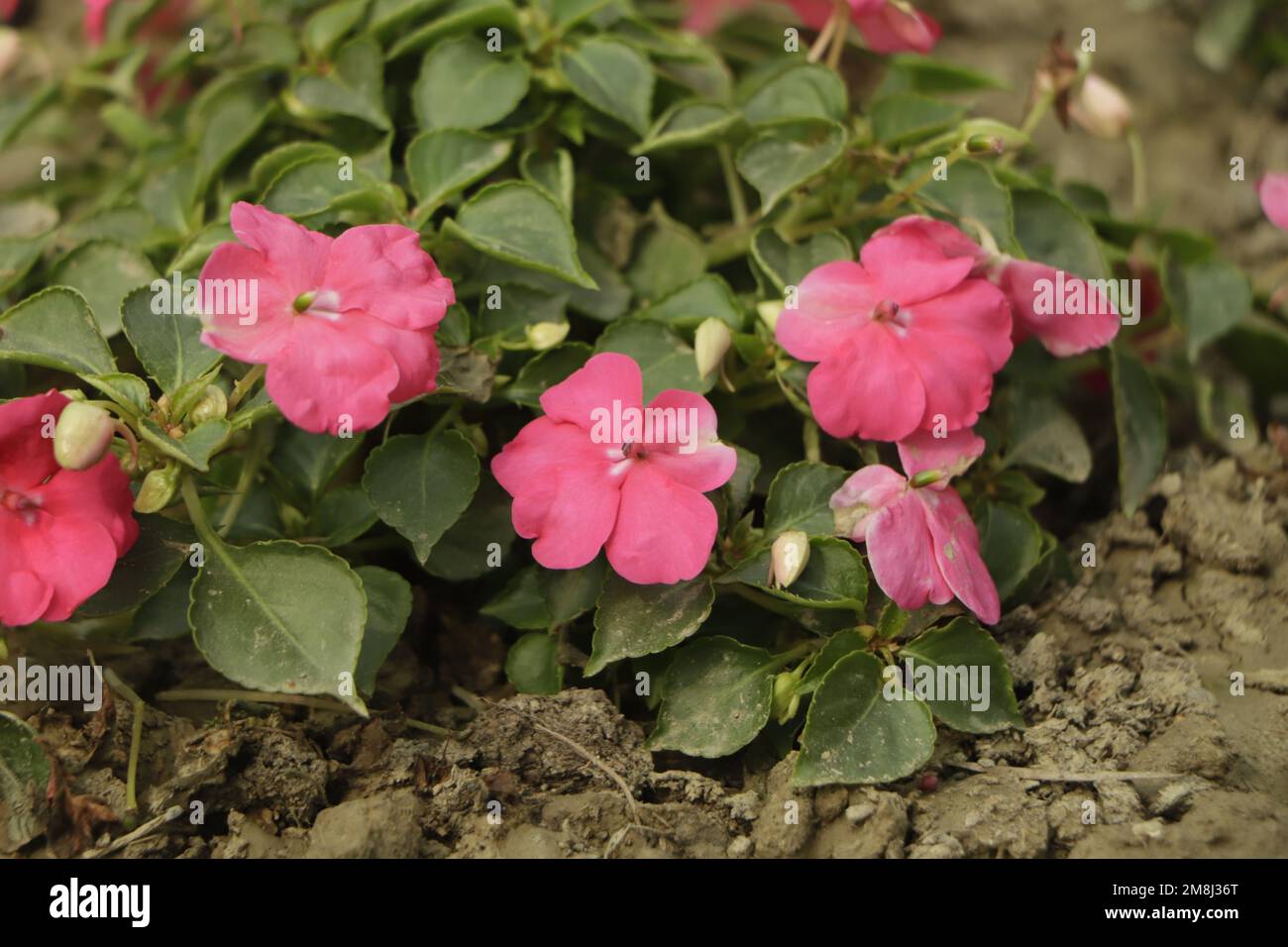 Hintergrund von Blüten von New Guinea Impatiens ( Impatiens hawkeri w.Bull., New Guinea Hybriden ) und grünen Blättern, Nahaufnahme Stockfoto