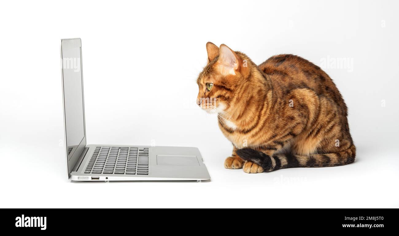 Seitenansicht einer ginger-bengalischen Katze, die auf einen Laptop-Bildschirm schaut, vor einem weißen Hintergrund Stockfoto