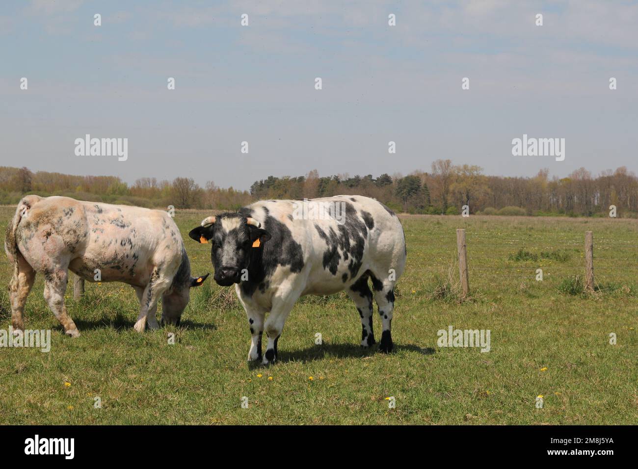 Doppelmuskelige Schlachtkörper Kühe weiden auf einer grünen Wiese Stockfoto