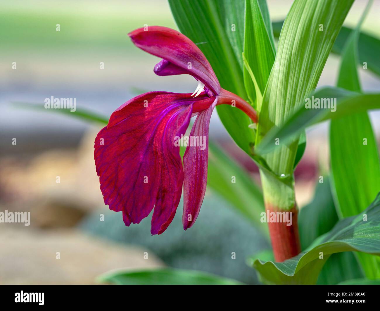 Nahaufnahme einer roten Blume von Roscoea Harvington Imperial Stockfoto