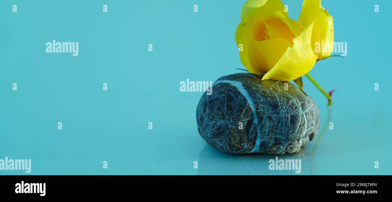 Eine gelbe Rose, ein Stein und ein blaugrüner Hintergrund Stockfoto