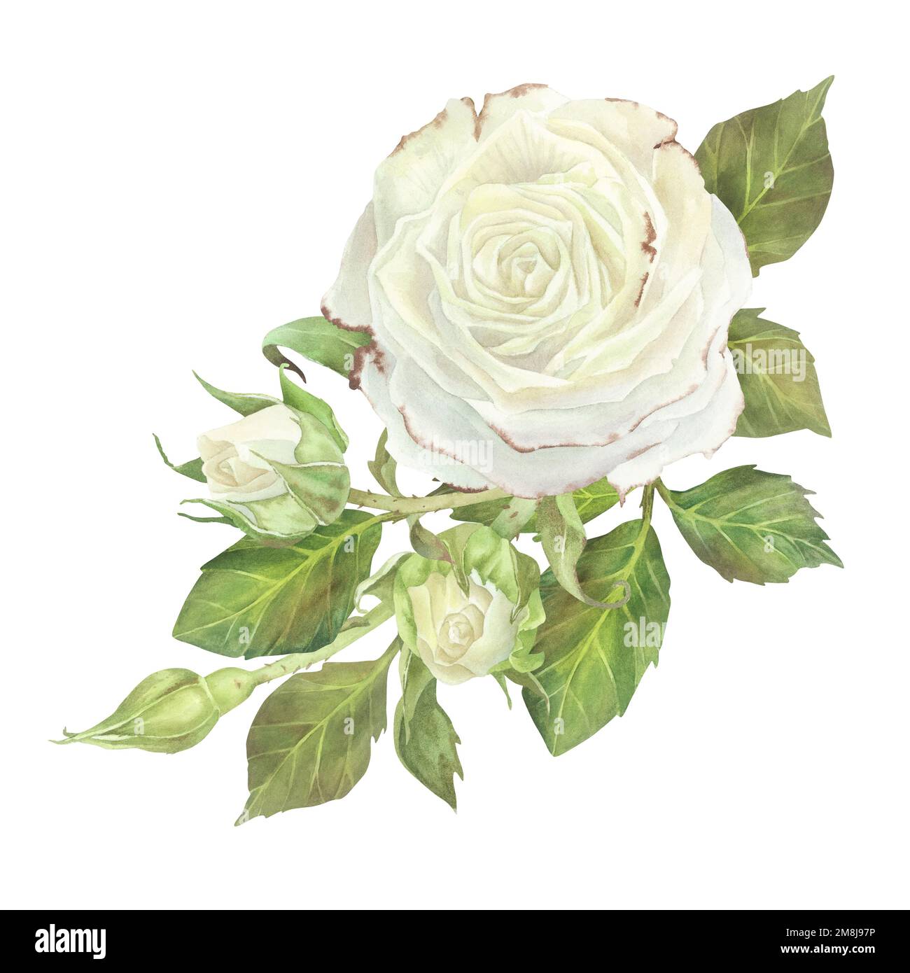 Weiße Rose mit Laubzusammensetzung. Aquarelldarstellung. Isoliert auf  weißem Hintergrund. Für die Gestaltung von Aufklebern, Geschirr,  Grußkarten, Schreibwaren Stockfotografie - Alamy