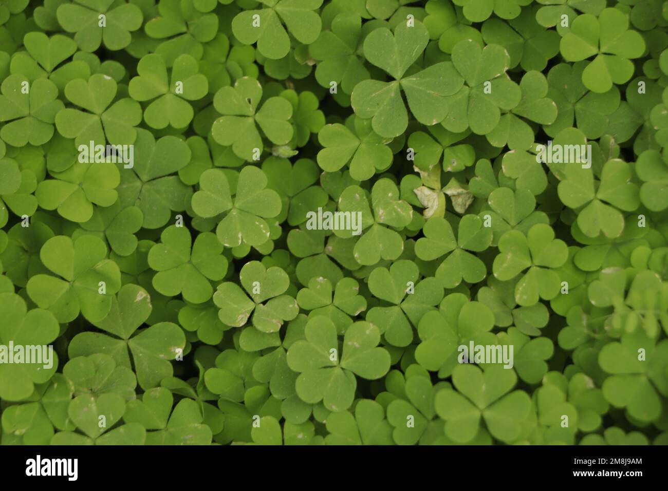Kleines Grün hinterlässt einen gemusterten Hintergrund, einen natürlichen Hintergrund und ein Hintergrundbild. Stockfoto