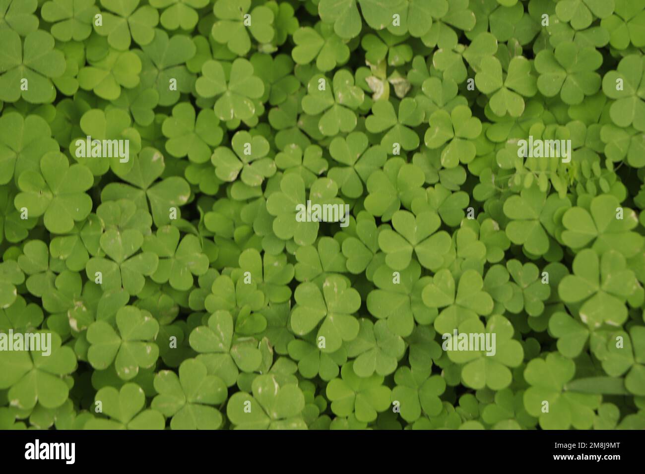 Kleines Grün hinterlässt einen gemusterten Hintergrund, einen natürlichen Hintergrund und ein Hintergrundbild. Stockfoto