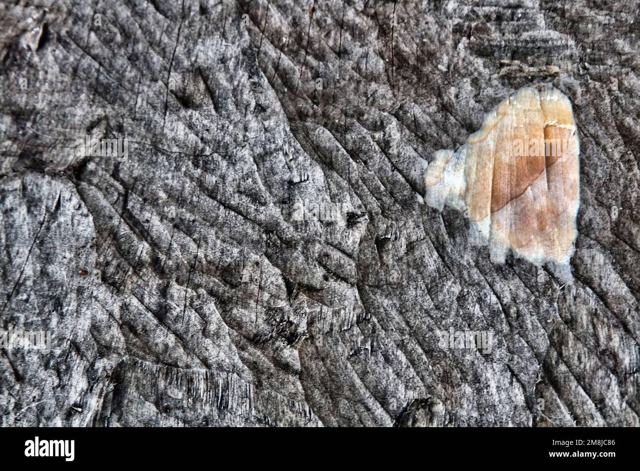 Spuren von Biberzähnen - Rindenabrieb am Stamm eines Aspenbaums der letzten und aktuellen Saison (Lichtfleck) Stockfoto