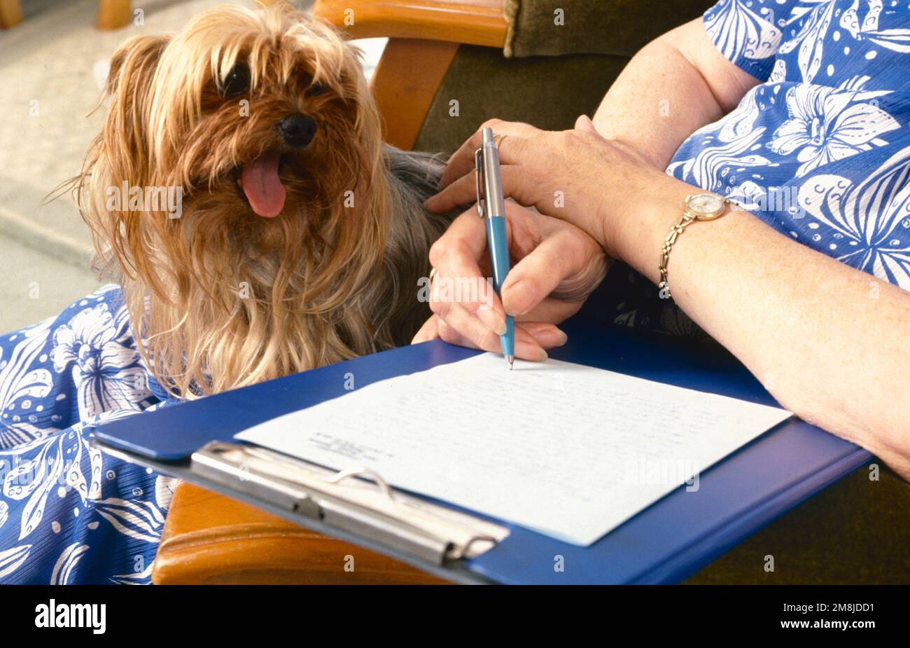 Ältere Person, die einen Brief schreibt, der von ihrem Hund UK beobachtet wird Stockfoto