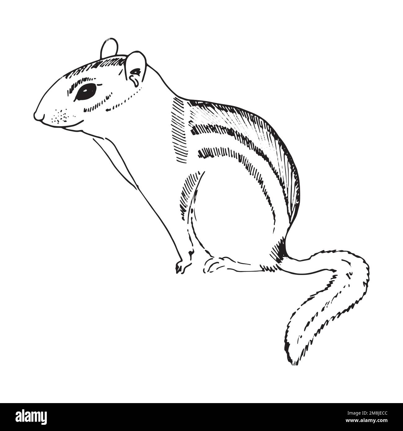 Handgezogenes Streifenhörnchen. Schwarzweiß-Vektordarstellung im Skizzenstil Stock Vektor