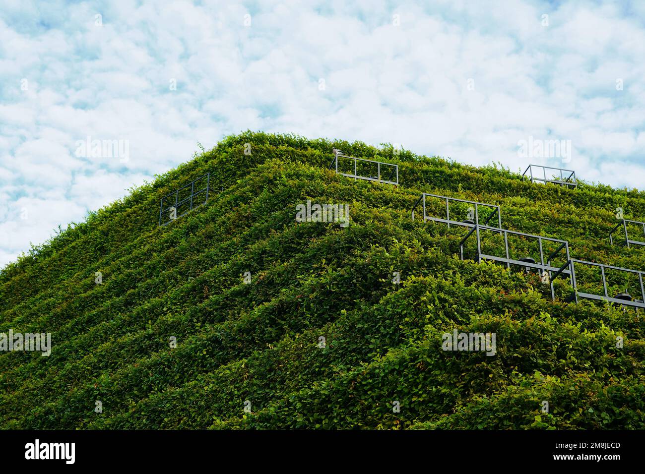 "Natürliche Klimaanlage": Hecken aus Hornbalken auf einem klimafreundlichen Gebäude von Ingenhoven-Architekten am Kö-Bogen II in Düsseldorf. Stockfoto