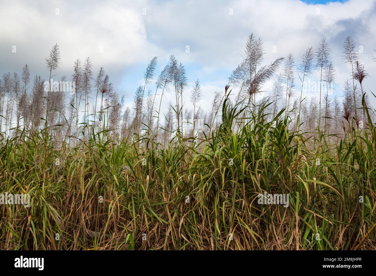 Blühendes Zuckerrohr am Himmel, Moka-Viertel, Mauritius Stockfoto