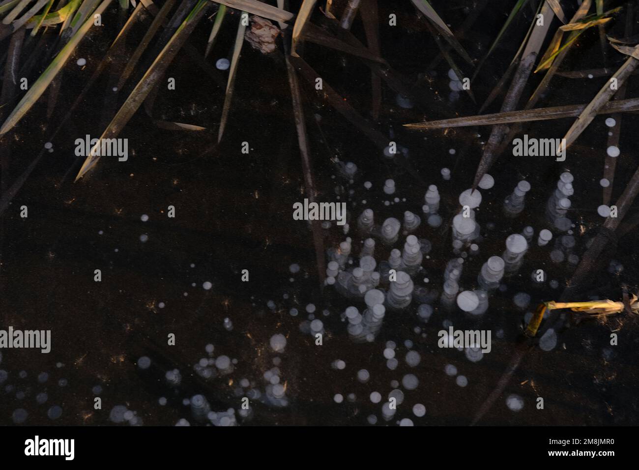 Konsistenz der Eisblasen Luftgas Schwefelwasserstoff Natur Winterhintergrund am Fluss mit Zuckerrohr Stockfoto