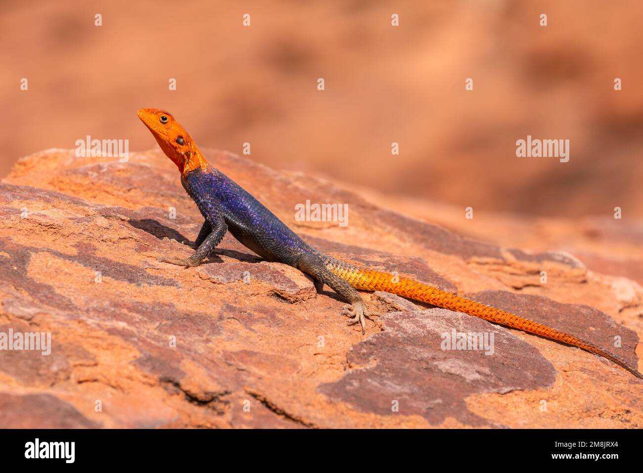 Der gewöhnliche Agama sitzt in einem Stein unter der Sonne