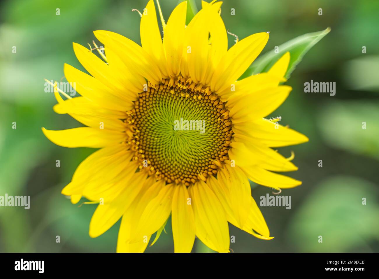 Sonnenblumen auf dem Ackerfeld, Sonnenblumen für die Produktion anbauen. Stockfoto