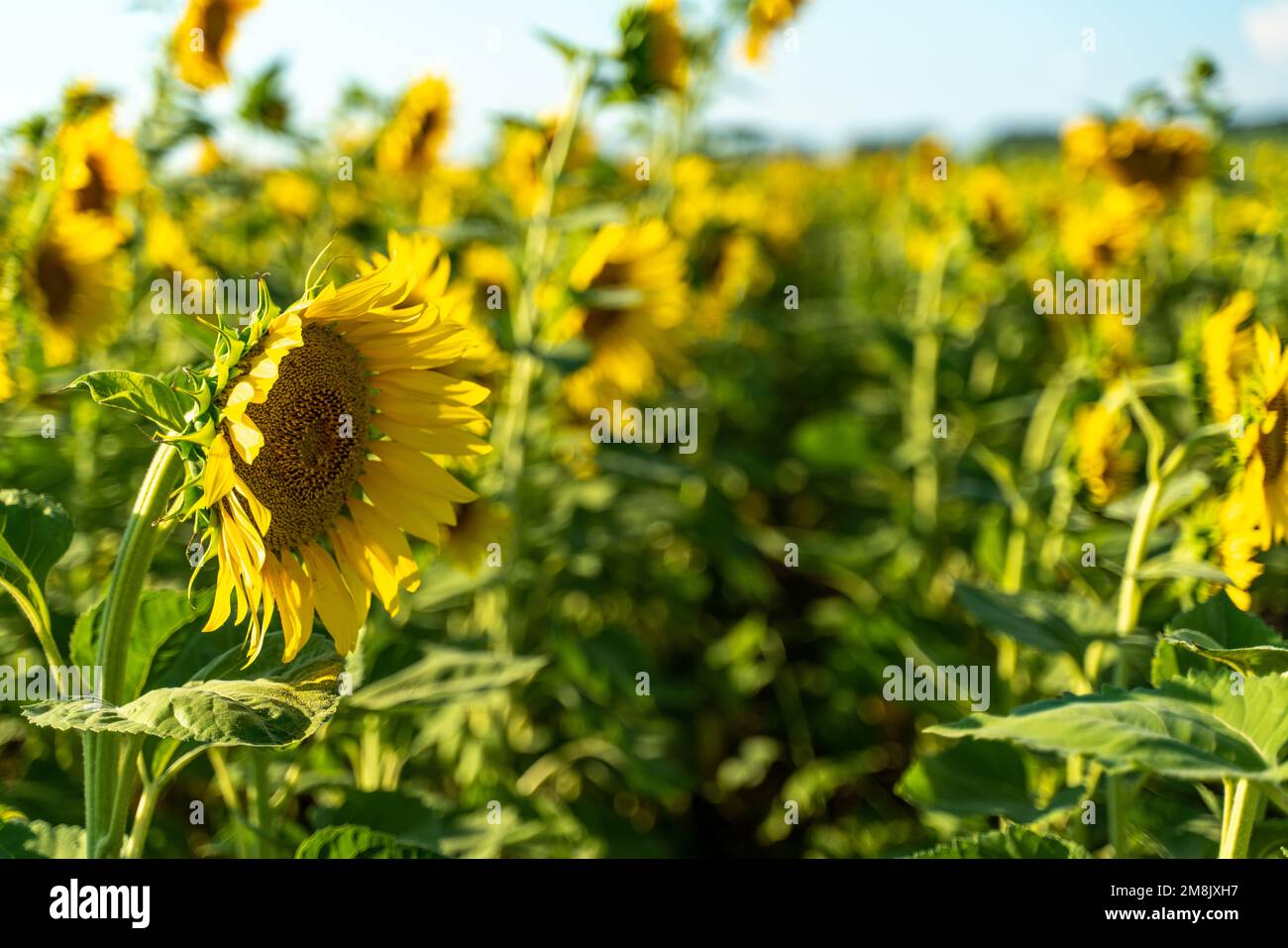 Sonnenblumen auf dem Ackerfeld, Sonnenblumen für die Produktion anbauen. Stockfoto