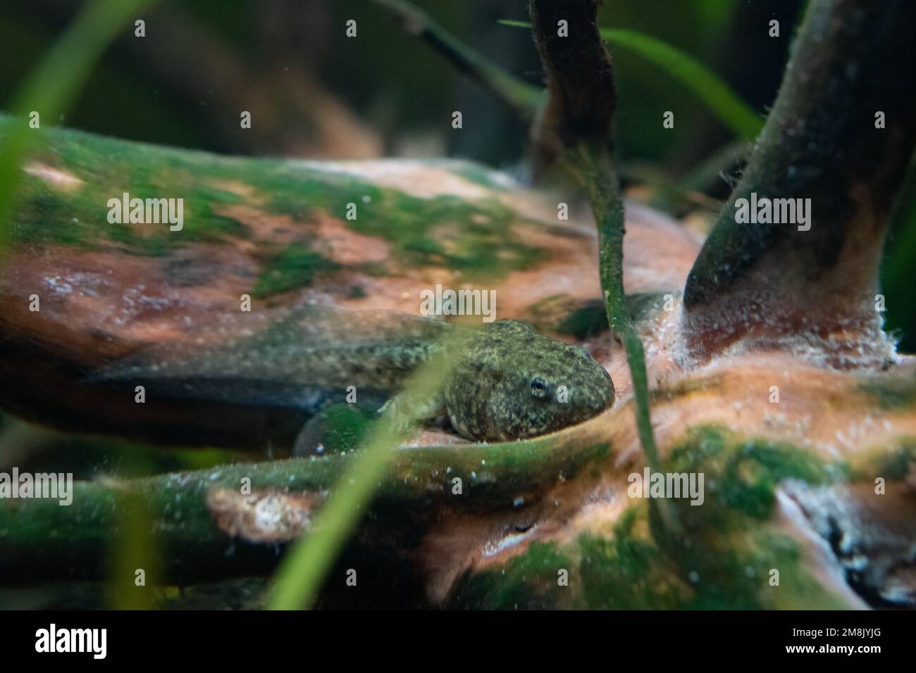 Poolfrosch-Kaulquappe auf holzigen Trümmern Stockfoto