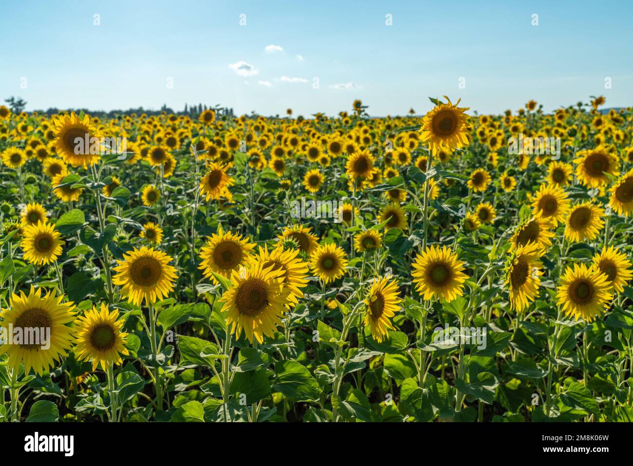 Sonnenblumen auf dem Ackerfeld, Sonnenblumen für die Produktion anbauen. Stockfoto