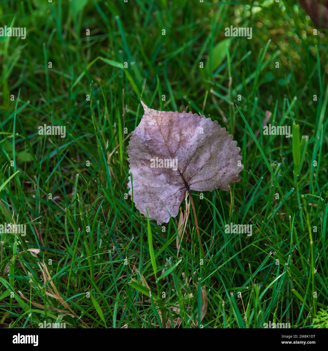 Ein einsames gefallenes Baumwollholzblatt liegt im Sommergras. Stockfoto