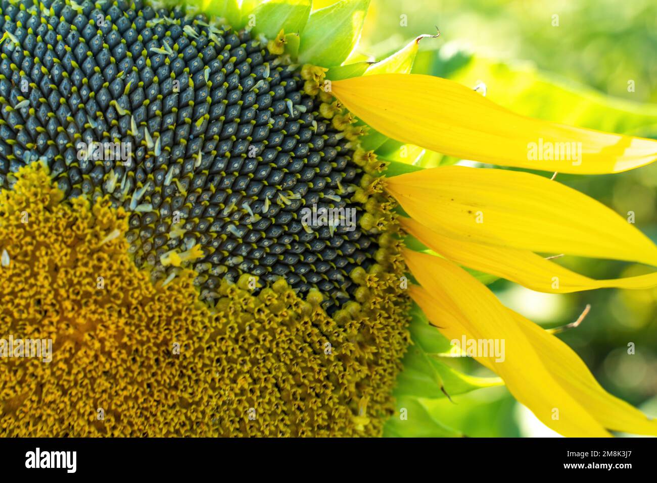 Reife Sonnenblumen mit schwarzen Samen aus nächster Nähe auf dem Feld. Stockfoto