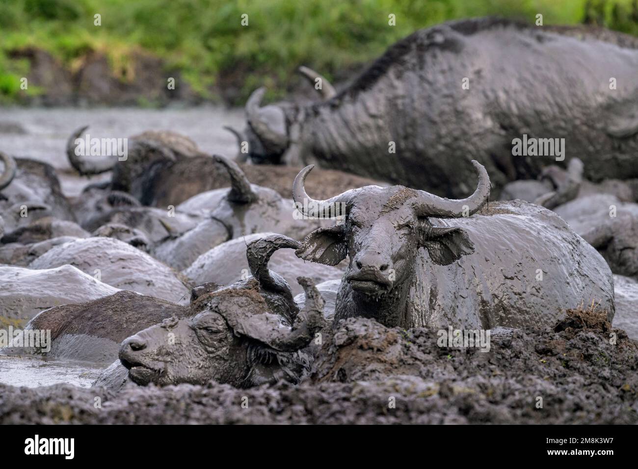 Wilde Büffel in einem Schlammbecken in einem Nationalpark in Uganda, Ostafrika. Stockfoto