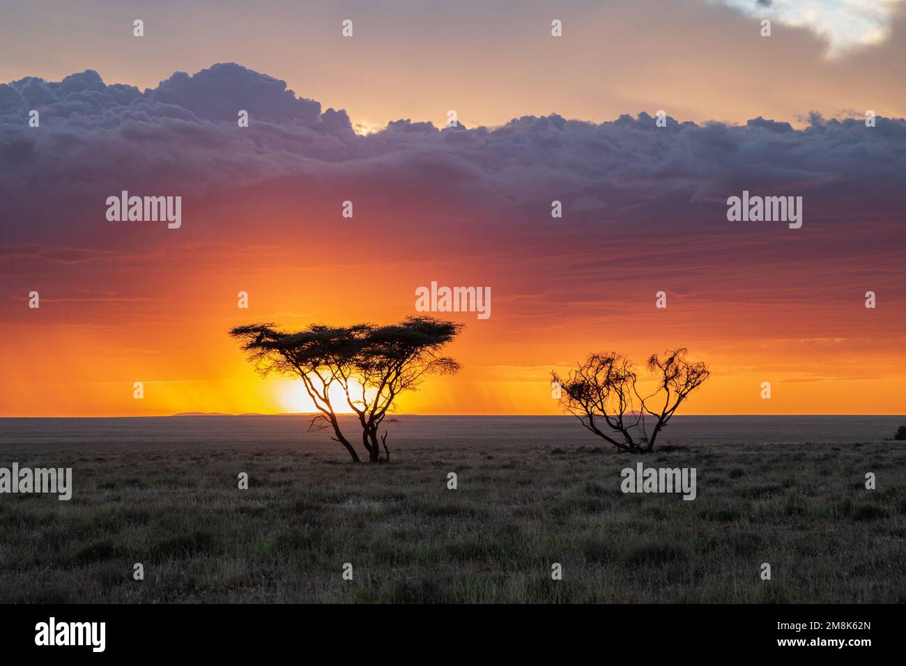 Kurz bevor die Sonne hinter dem Horizont auf den scheinbar endlosen Namiri-Ebenen des Serengeti-Nationalparks in Tansania vollständig verschwindet. Stockfoto